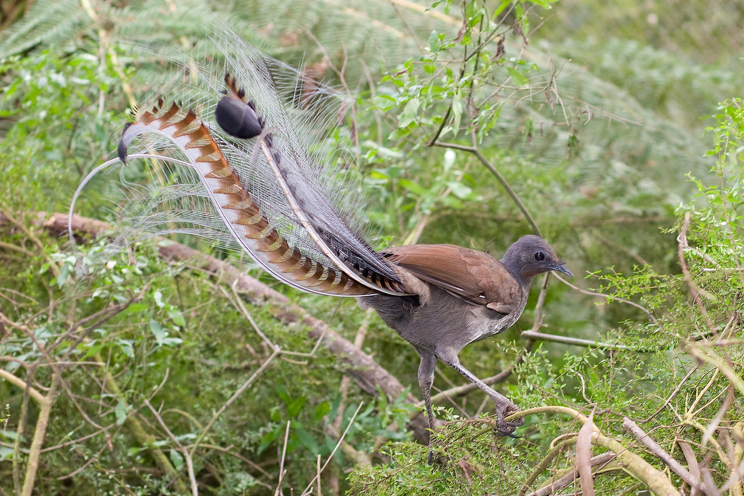 Superb lyrbird in scrub.jpg