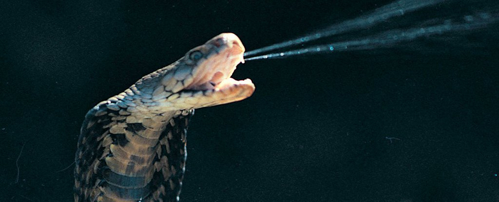 Spitting Cobra Venom Didn't Evolve to Kill – Just to Put Us in a World of  Pain : ScienceAlert