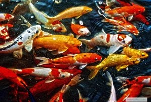 aspie traits, diversity, goldfish