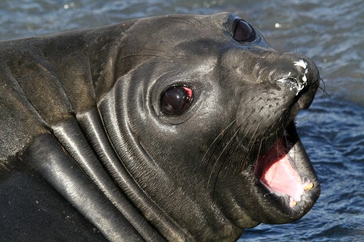 A seal (as in, the mammal that lives in water)