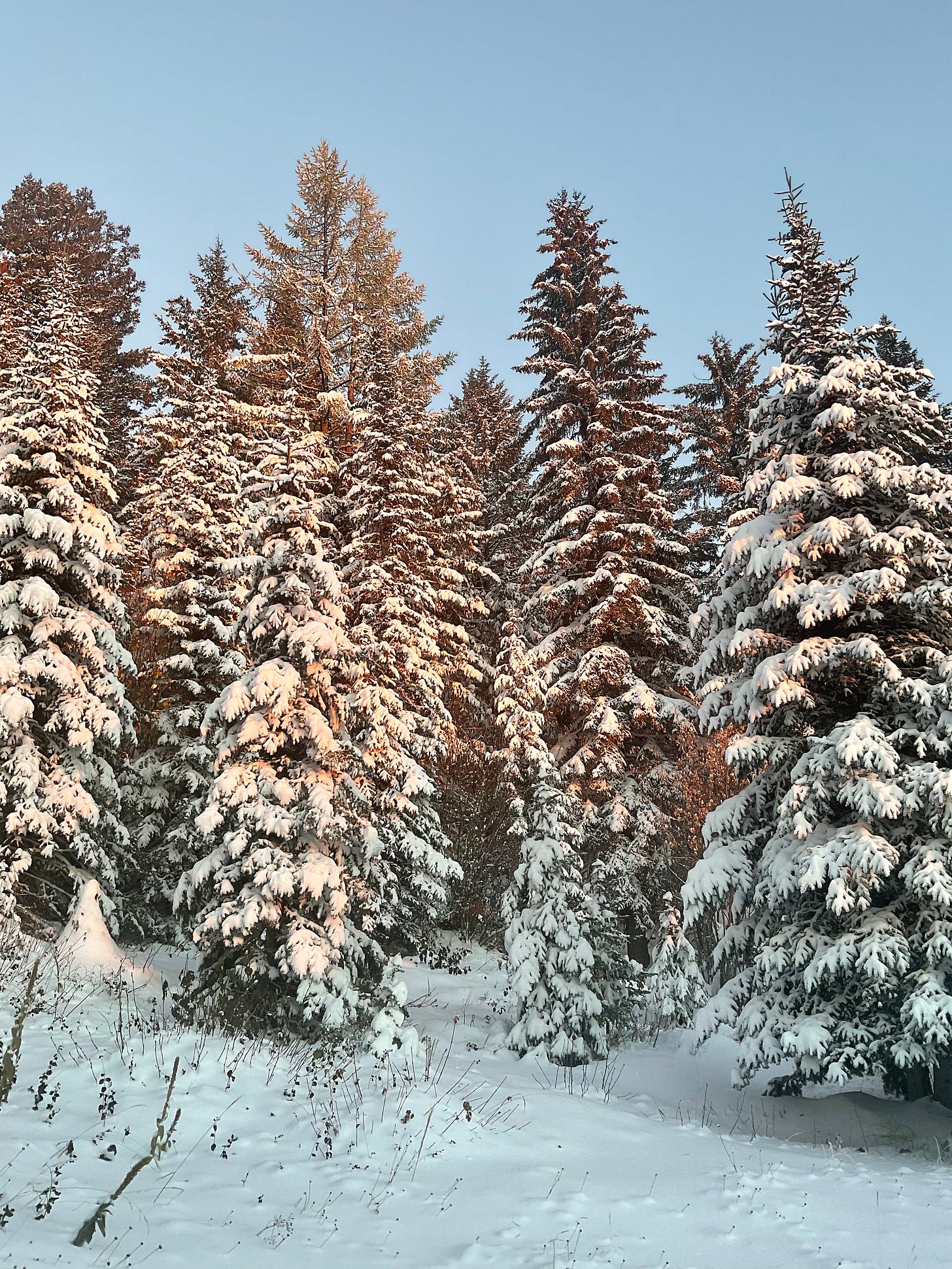 Snow covered trees and a blue sky