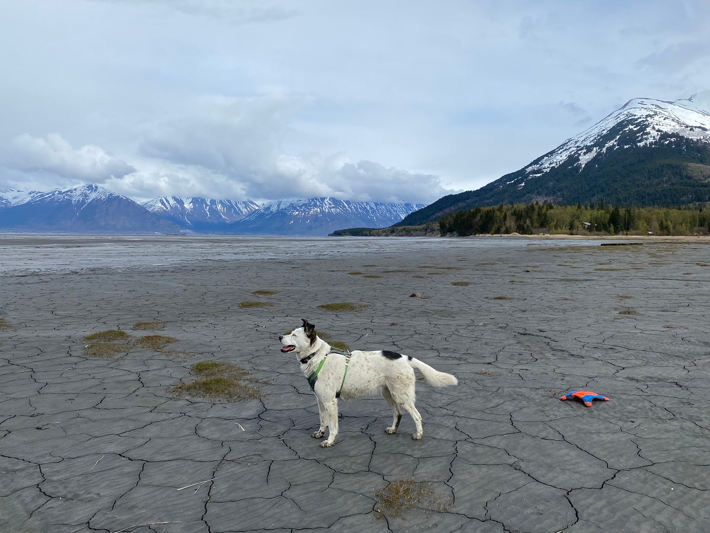 A happy dog standing on mud flats in front of mountains