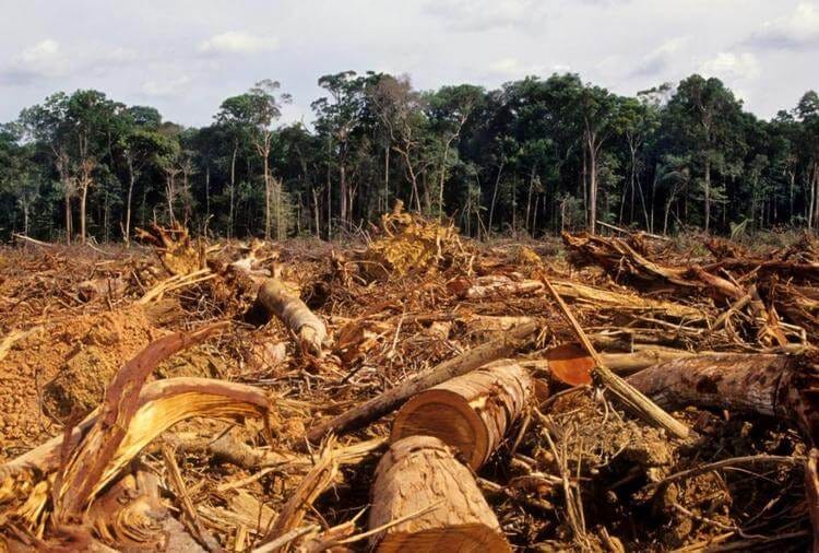 Pandemia, degradación ambiental y menor biodiversidad - Desinformémonos