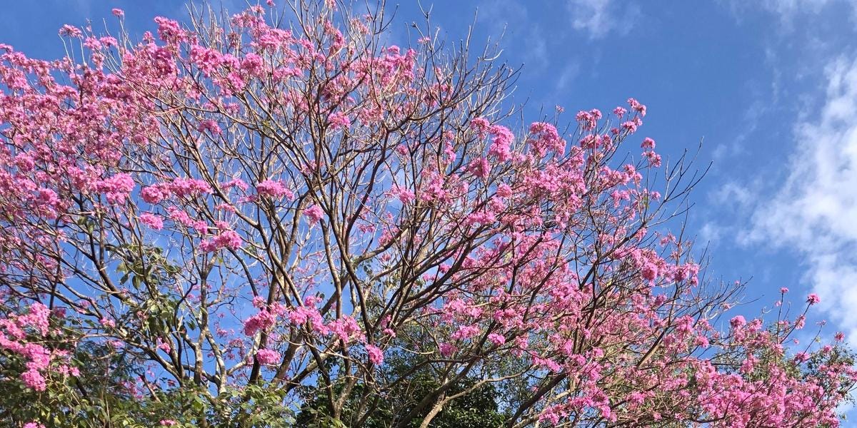 Ruas coloridas: começa a florada dos ipês na região de Rio Preto