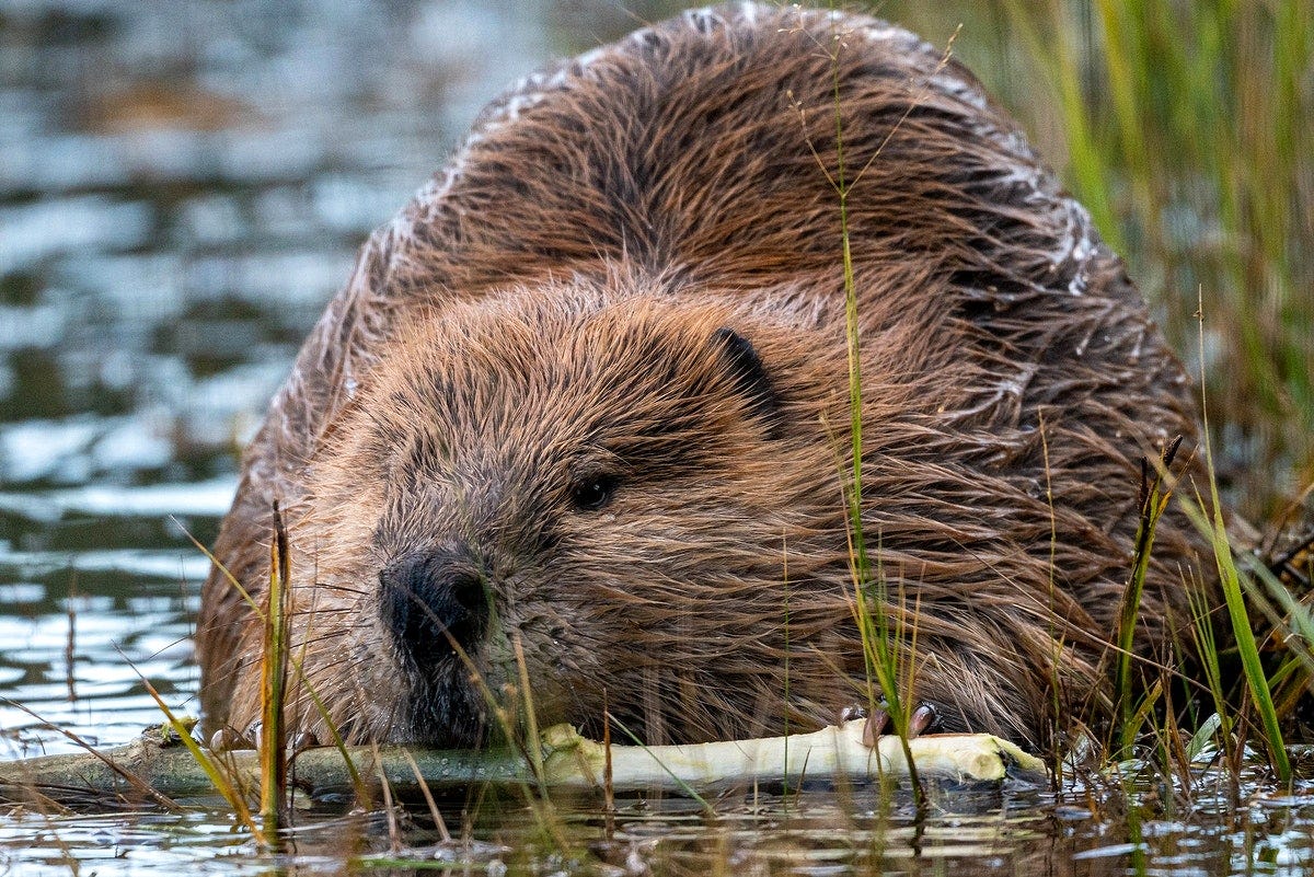 Beaver Images | Free Photos, PNG Stickers, Wallpapers & Backgrounds -  rawpixel