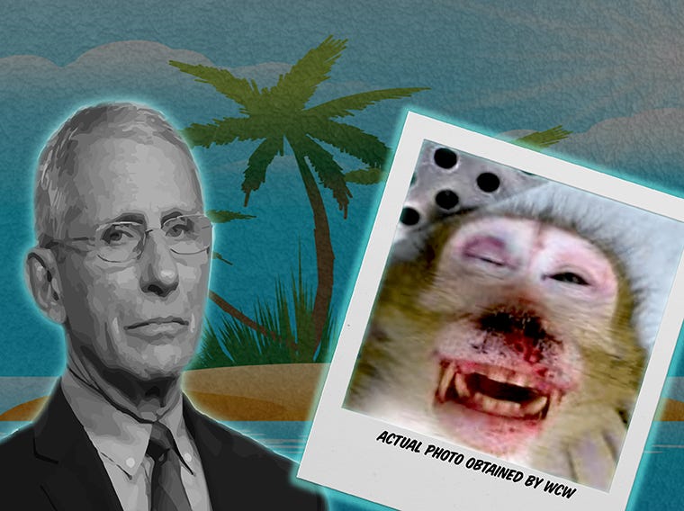BIGGER THAN #BEAGLEGATE: DR. FAUCI&#39;S MONKEY ISLAND OF DEATH - White Coat  Waste Project