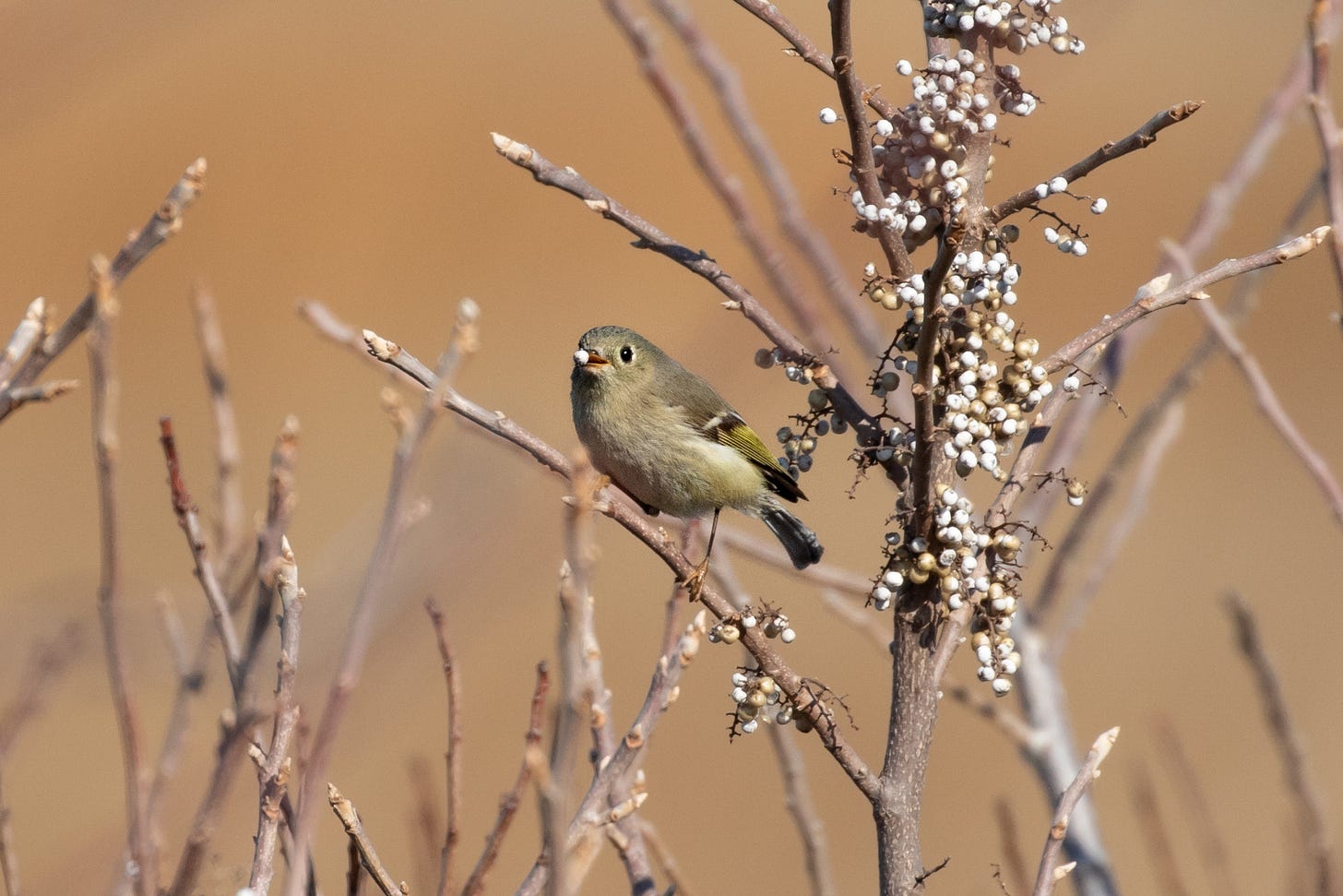 a tiny little olive-brown bird with white around its eyes and a white wing bar with a little white belly in its mouth, on a plant with lots more little white berries.