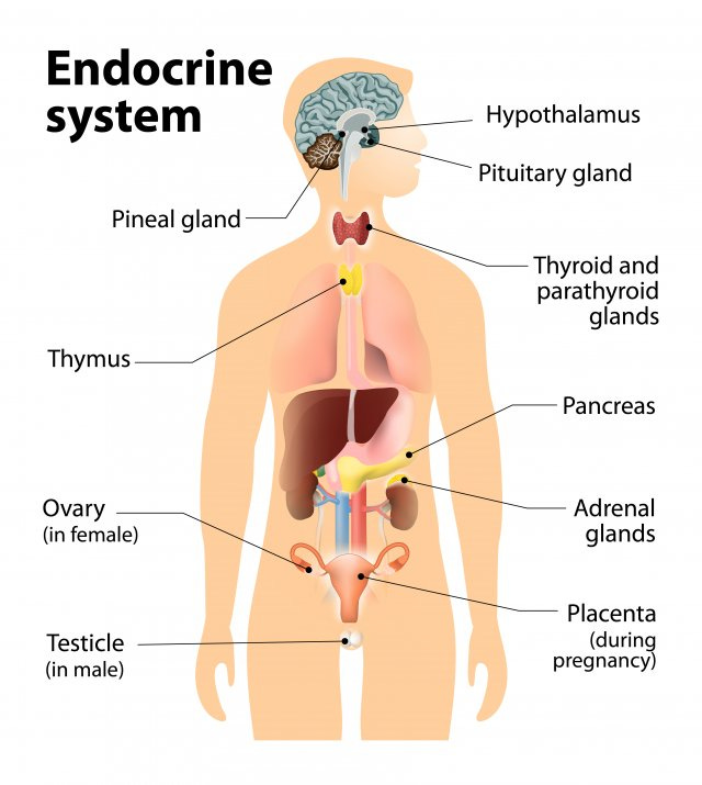 What is the Endocrine System? | US EPA