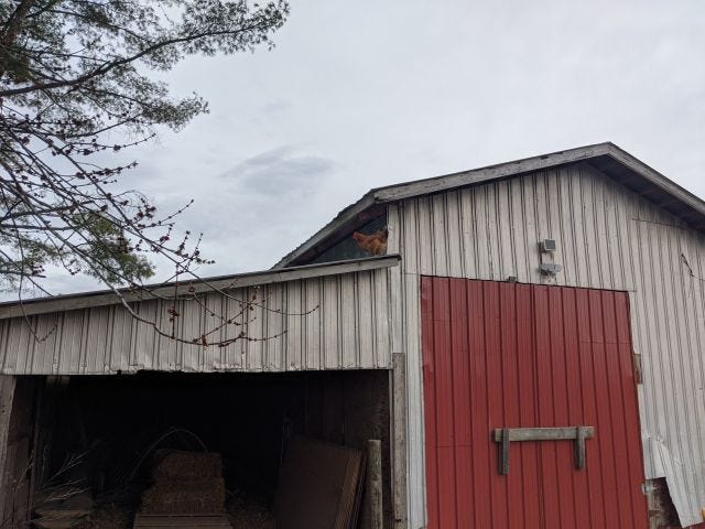 chicken on the roof