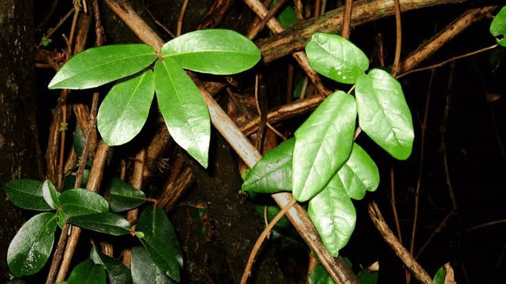 The Sneaky Life of the World’s Most Mysterious Plant