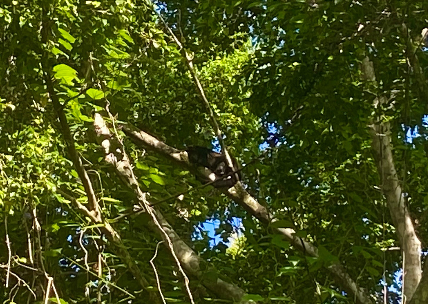 a black baby howler monkey in a tree