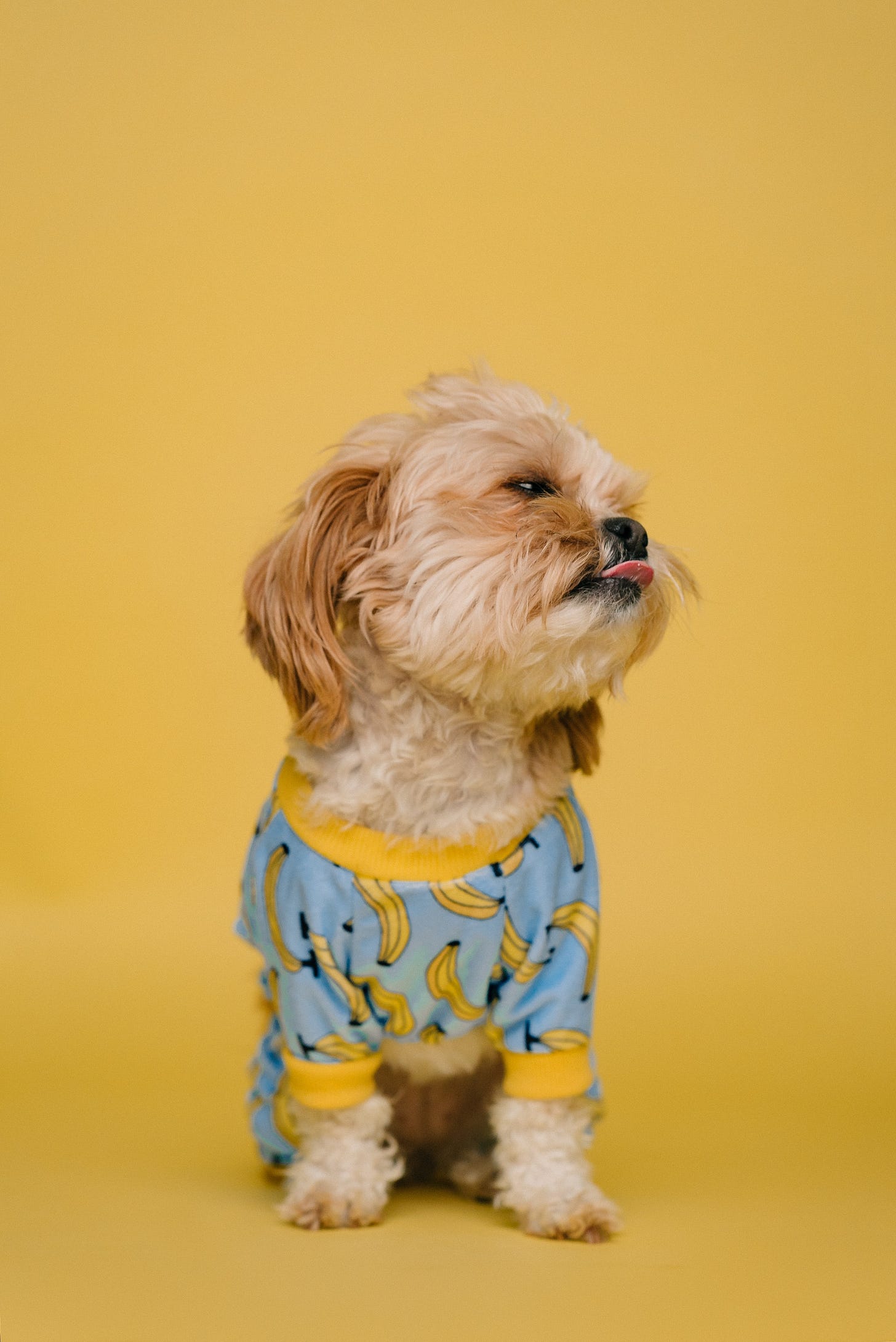 A dog wearing a shirt

Description automatically generated with medium confidence