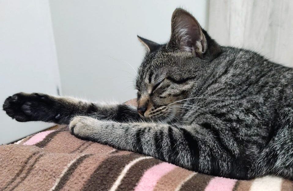 Foto de uma gata rajada deitada com as patas da frente esticadas, a cabeça apoiada na patinha direita. Ela está deitada em um cobertor listado de rosa e marrom. Seu pelo é rajado, o focinho escuro, os bigodes brancos.