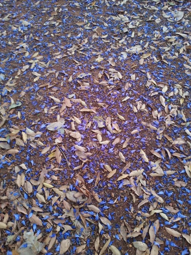 A bed of purple flowers mixed with dry leaves