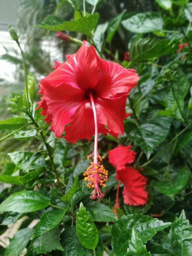 A blooming red hibiscus flower