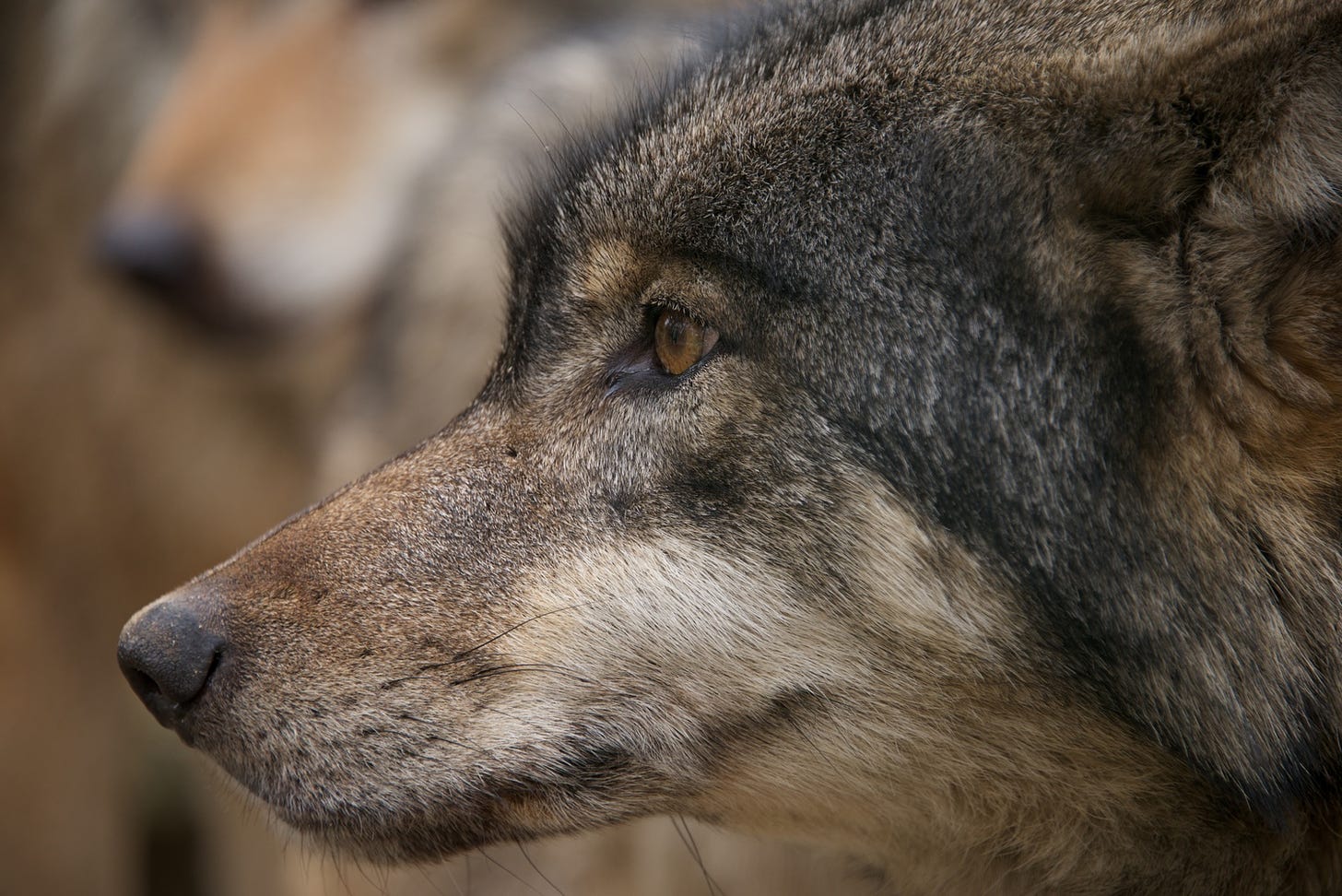 Close-up of a wolf head in profile
