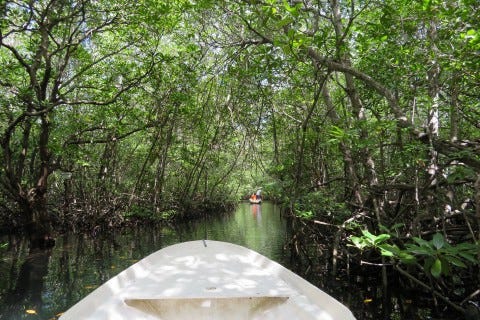 Explore the mangroves on Nusa Lembongan. Photo: Sally Arnold