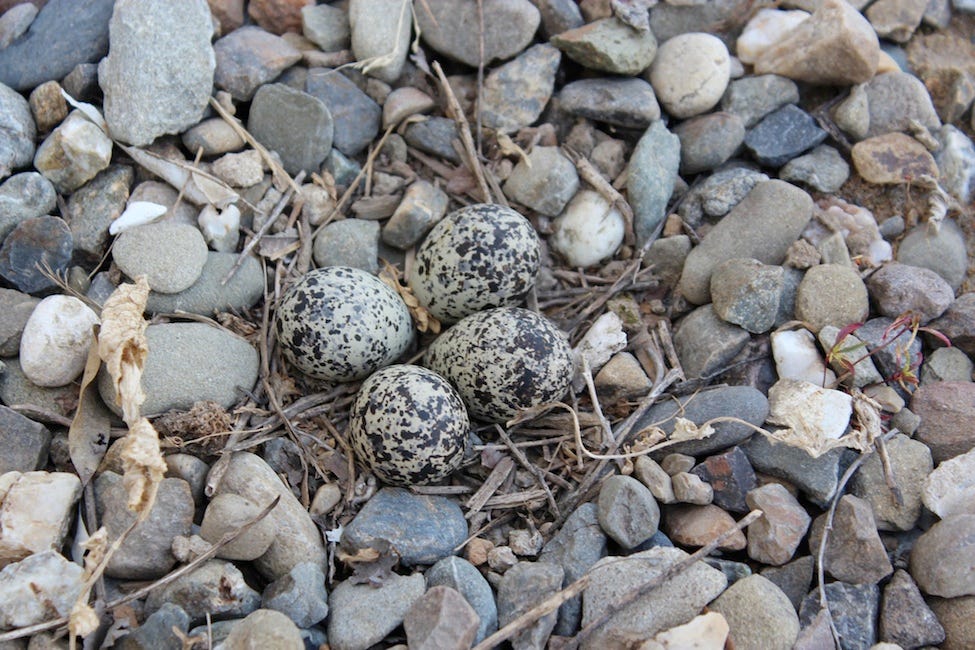 The Urban Killdeer