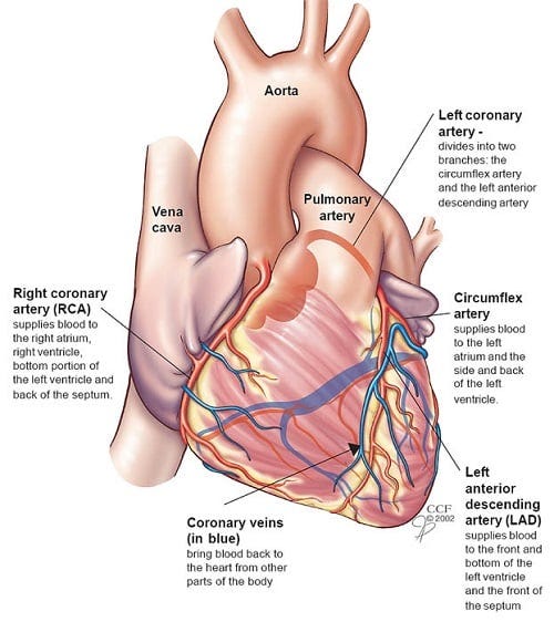 Heart: Anatomy and Function