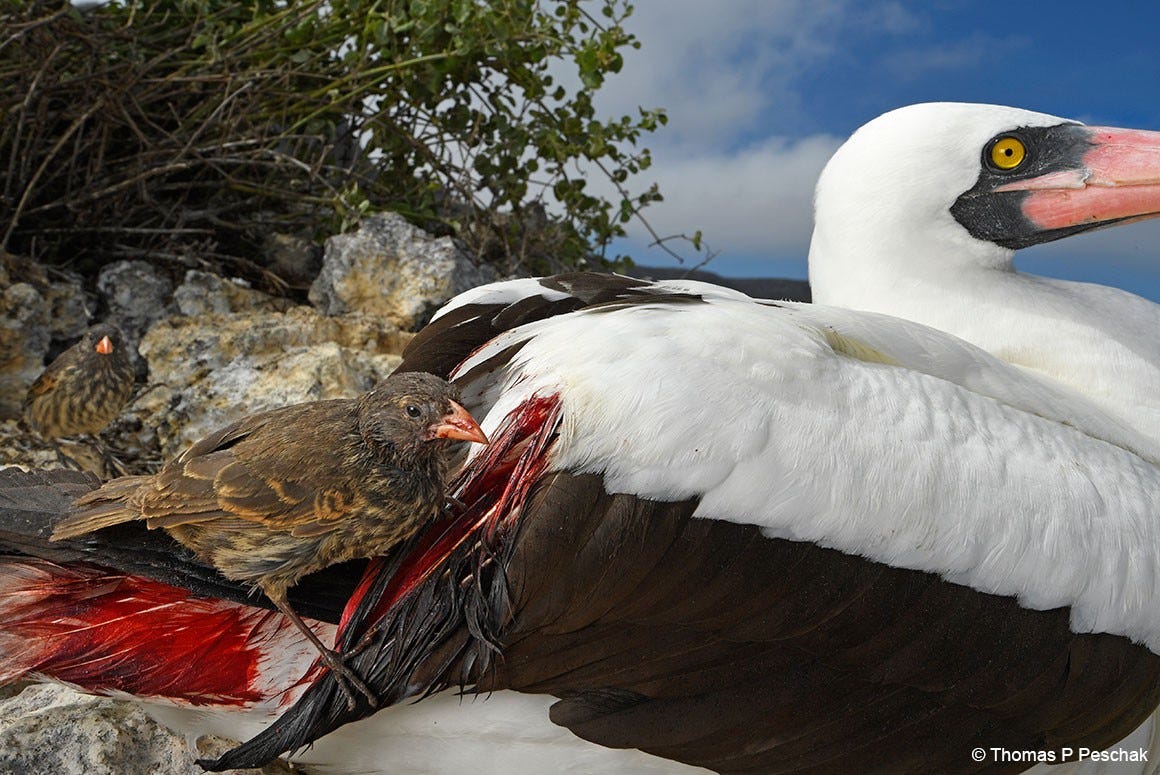 Wildlife Photographer of the Year: blood-loving birds of the Galápagos |  Natural History Museum