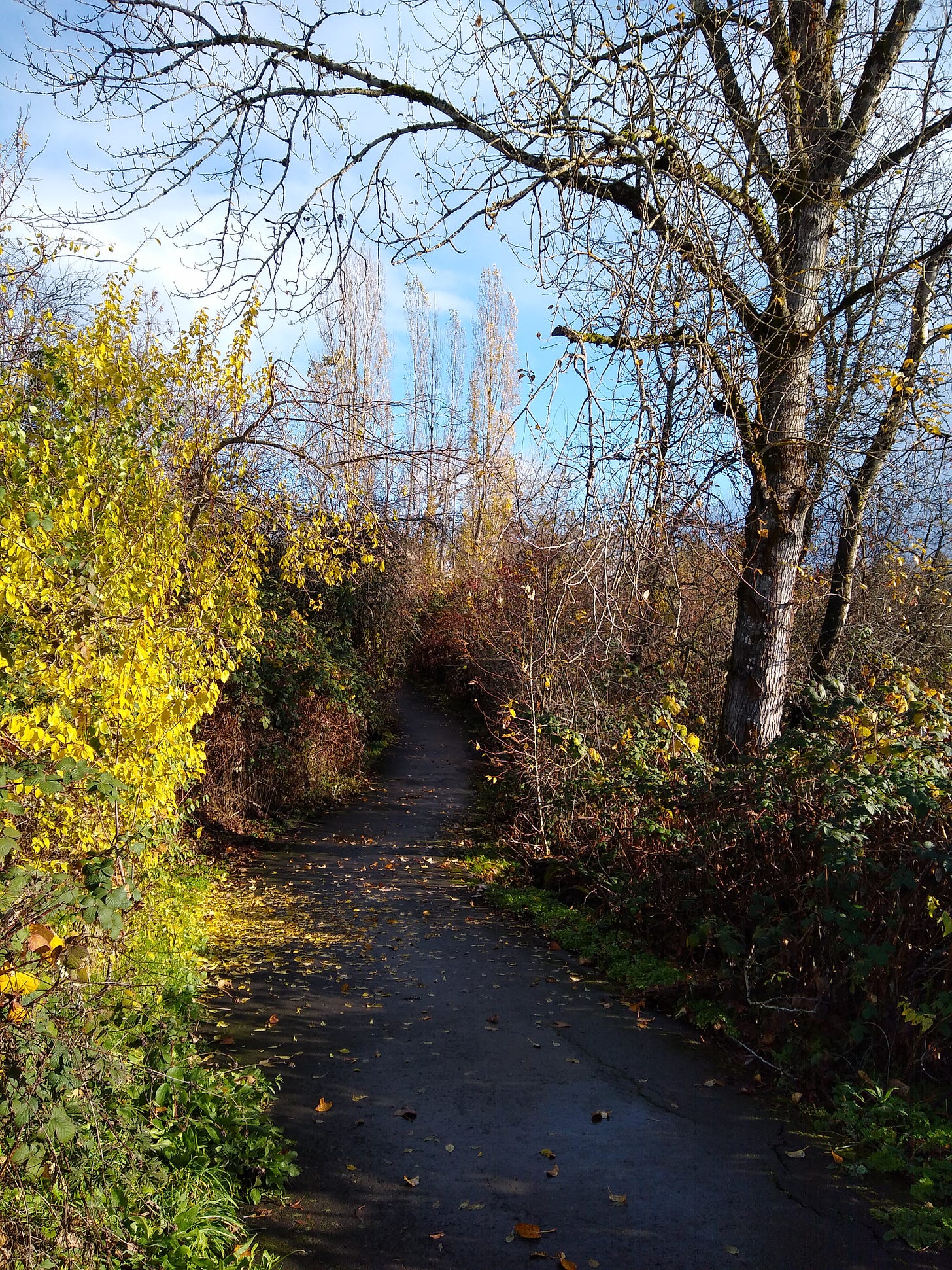 A trail through trees and brush, some bare, some with yellow leaves