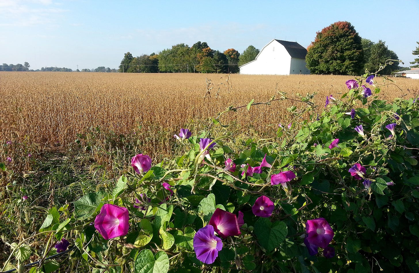Morning Glories by the Soybeans