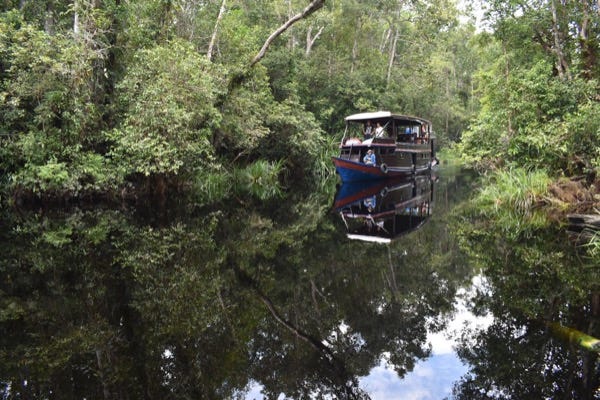 In Tanjung Puting: Heading up the ‘Coco cola canal’ to Camp Leakey. Photo Stuart McDonald