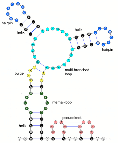 An RNA secondary structure with examples of the five kinds of loops:... |  Download Scientific Diagram