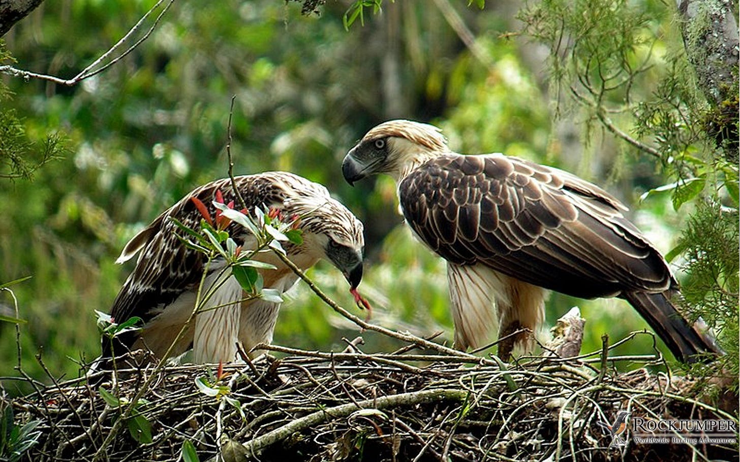 July 2011: Nesting pair of Philippine Eagle on Mt Kitanglad | Rockjumper  Birding Tours