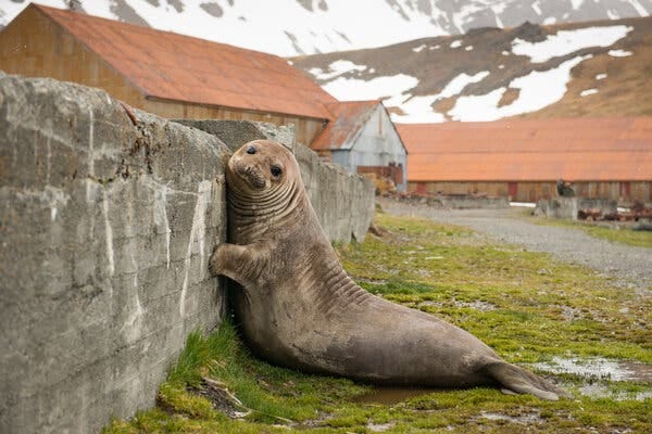 A young southern elephant seal lounges amid the decaying infrastructure at Grytviken, a onetime whaling station.