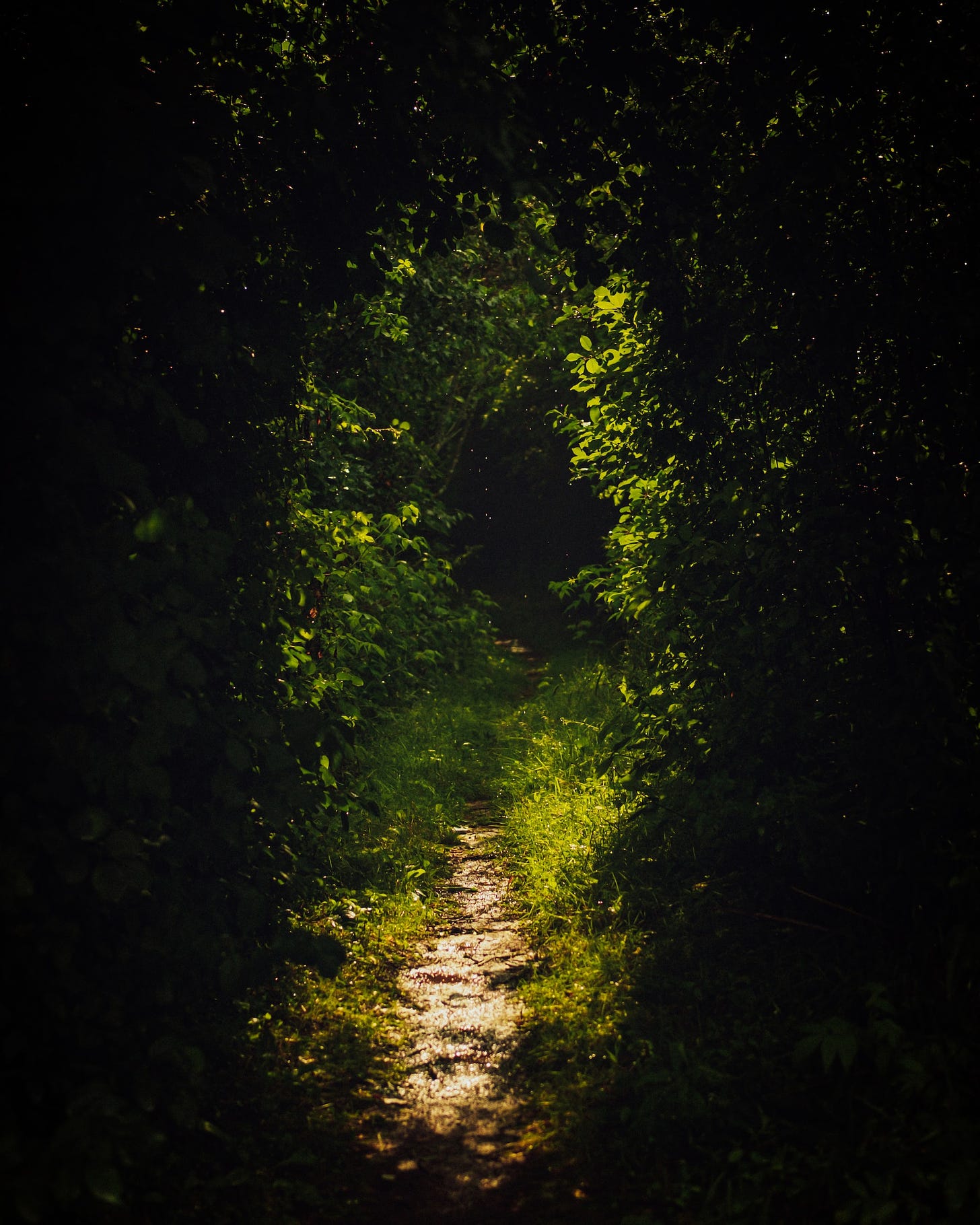 A path through overgrown brush that leads out of the dark into the daylight