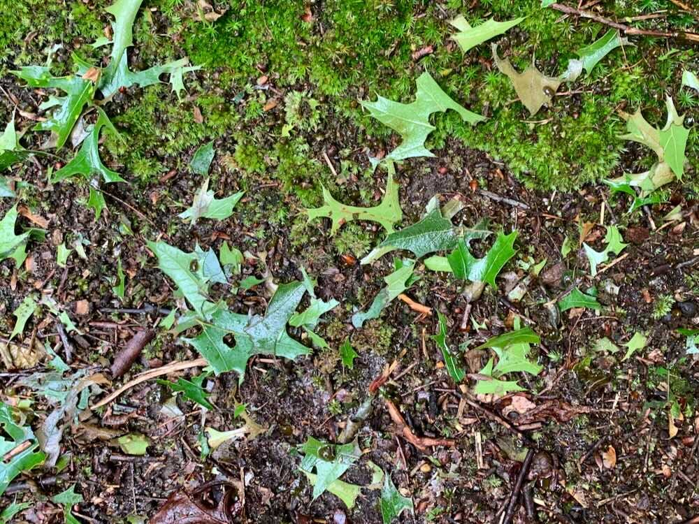 Oak leaf fragments on the forest floor.