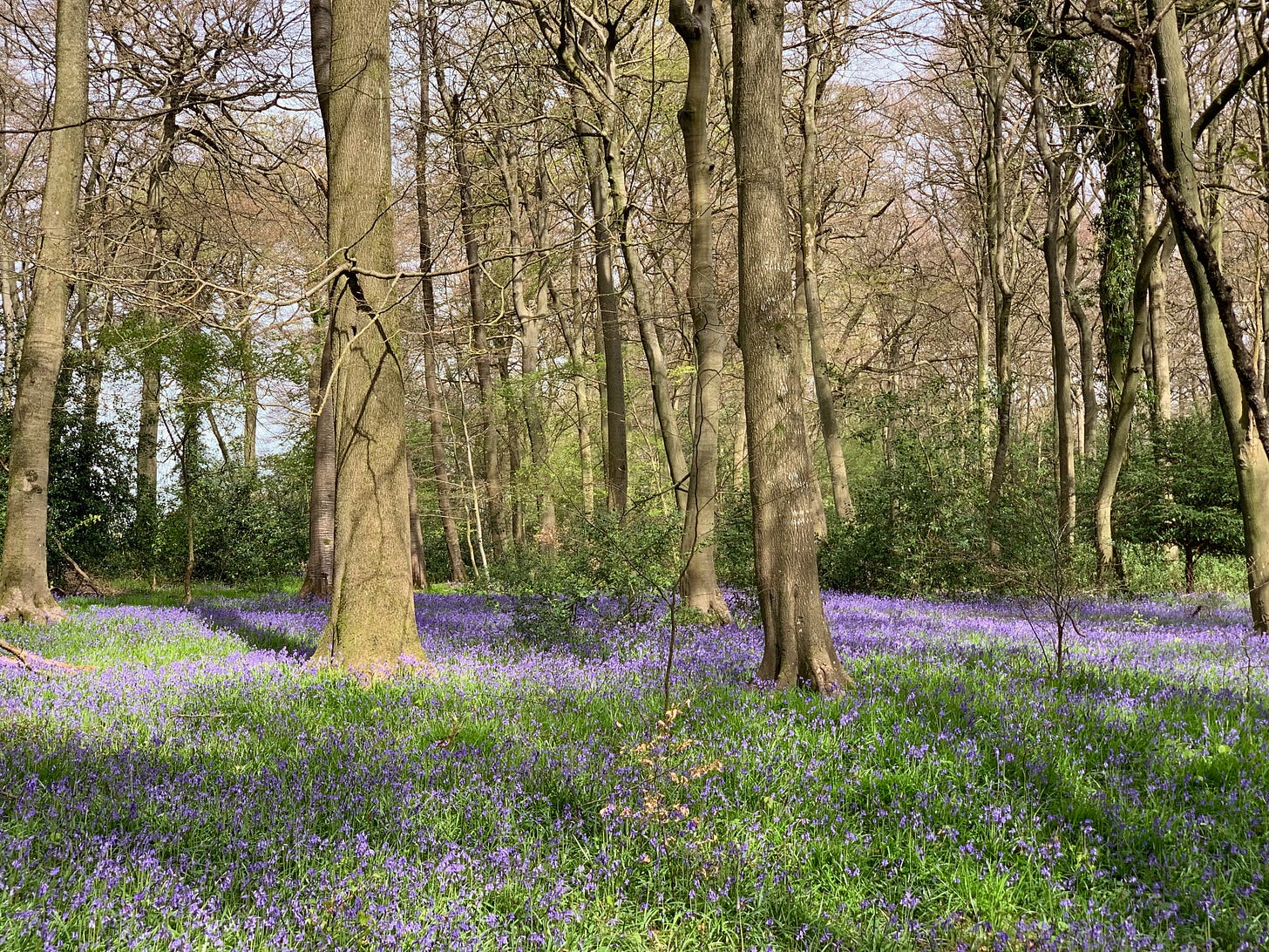 Bluebells in a local wood