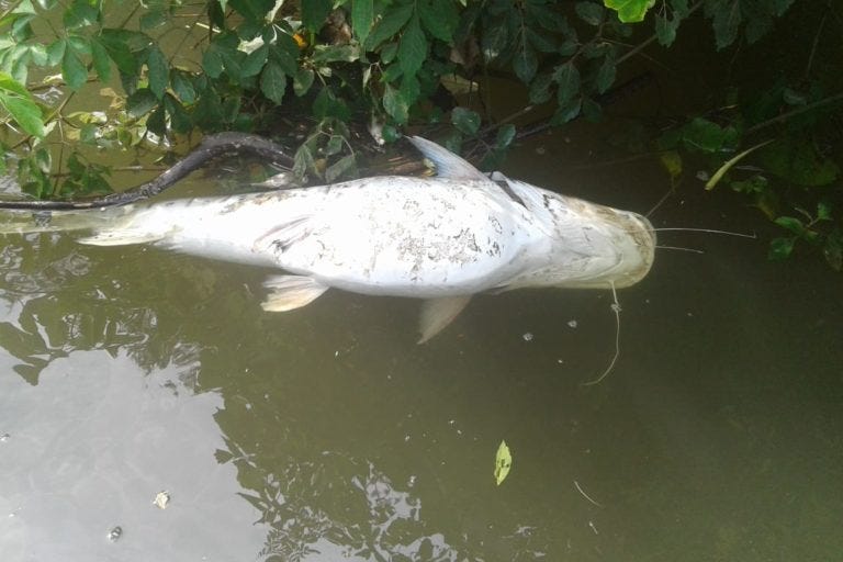 Los siekopai suelen encontrar peces muertos en las aguas de sus ríos. Foto: Nacionalidad siekopai.