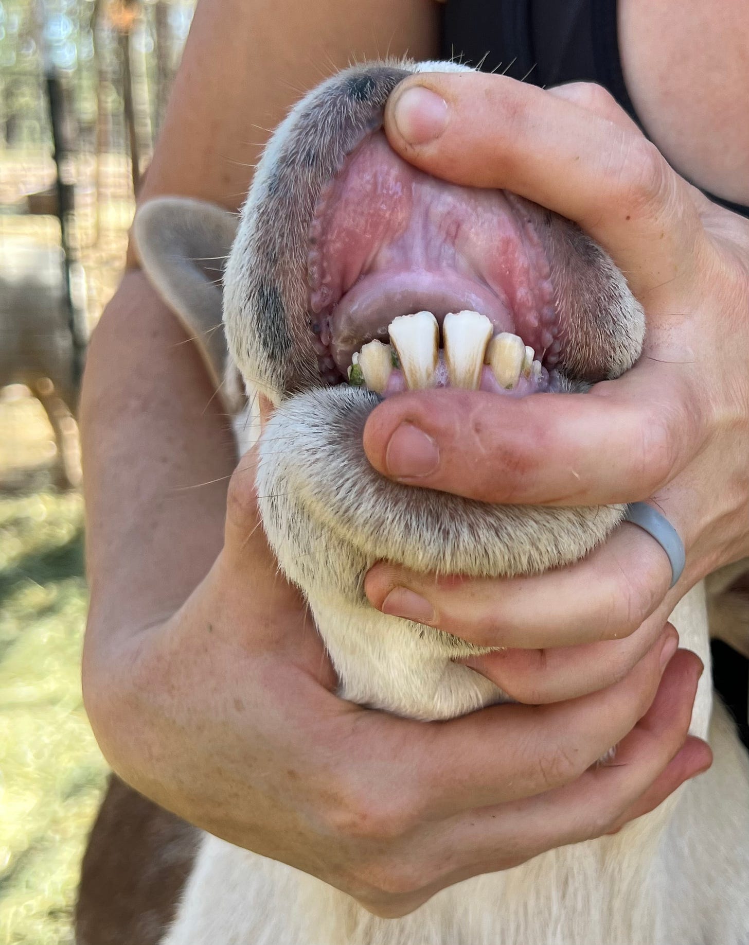 Sheep mouth teeth