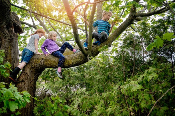 10,965 Kids Climbing Tree Stock Photos, Pictures & Royalty-Free Images -  iStock