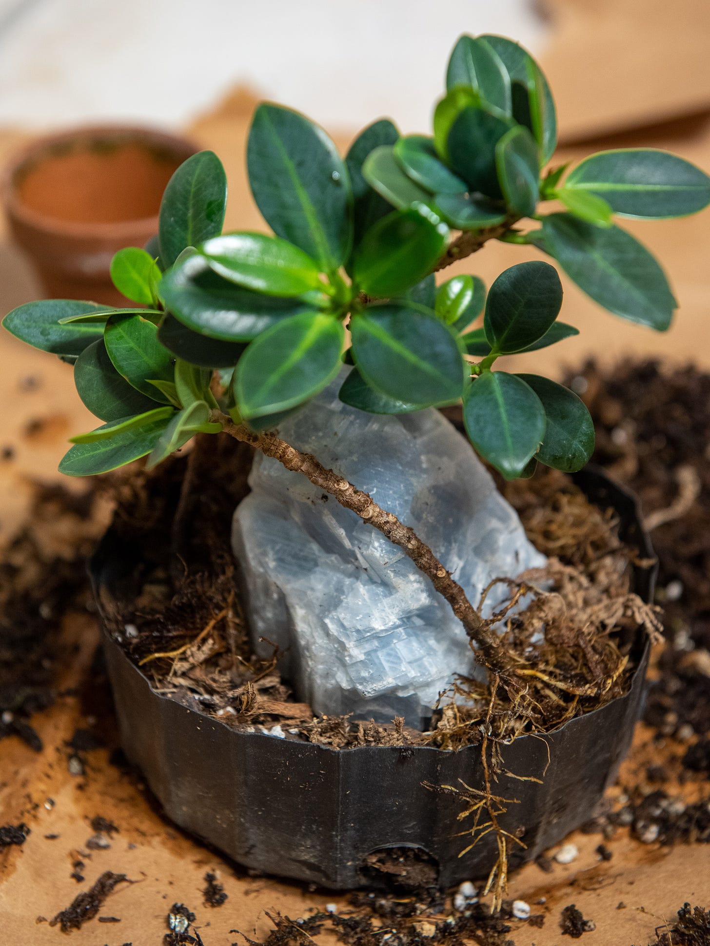 ID: The three cuttings placed loosely against the crystal.