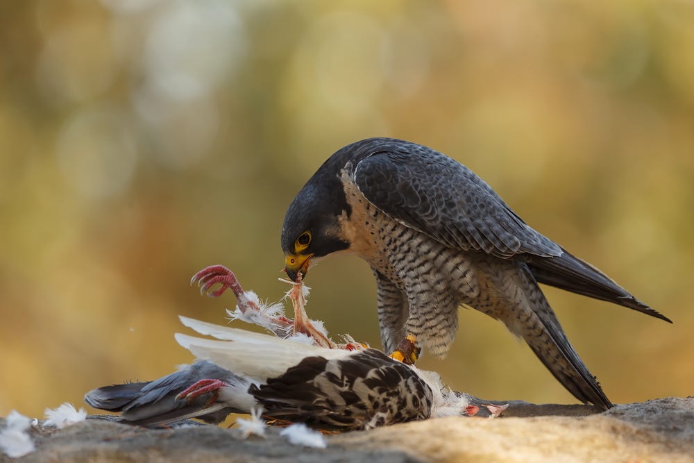 Peregrine Falcon eating it's prey - Coventry Peregrine Falcons