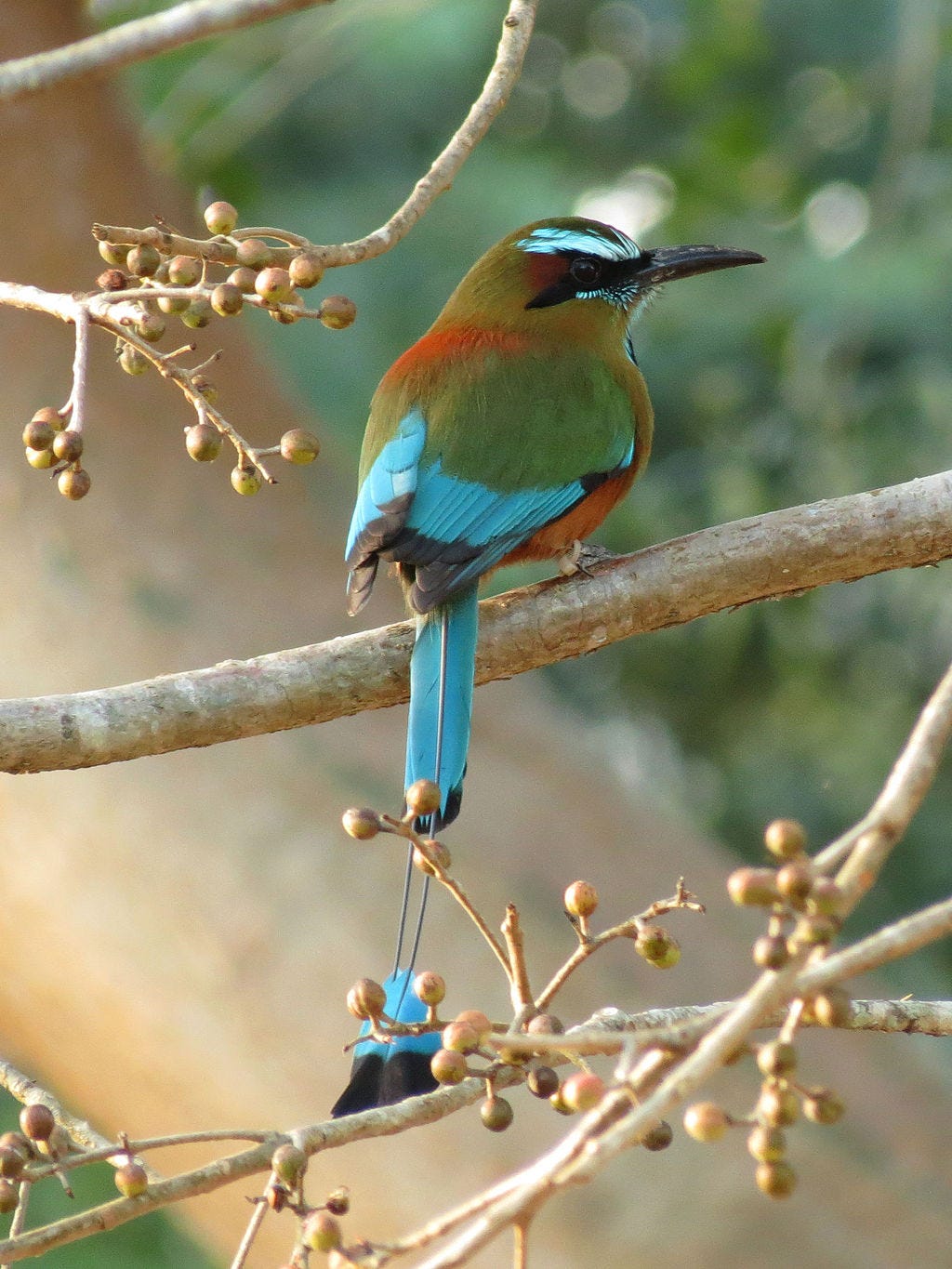 Turquoise-browed Motmot (16423222357).jpg