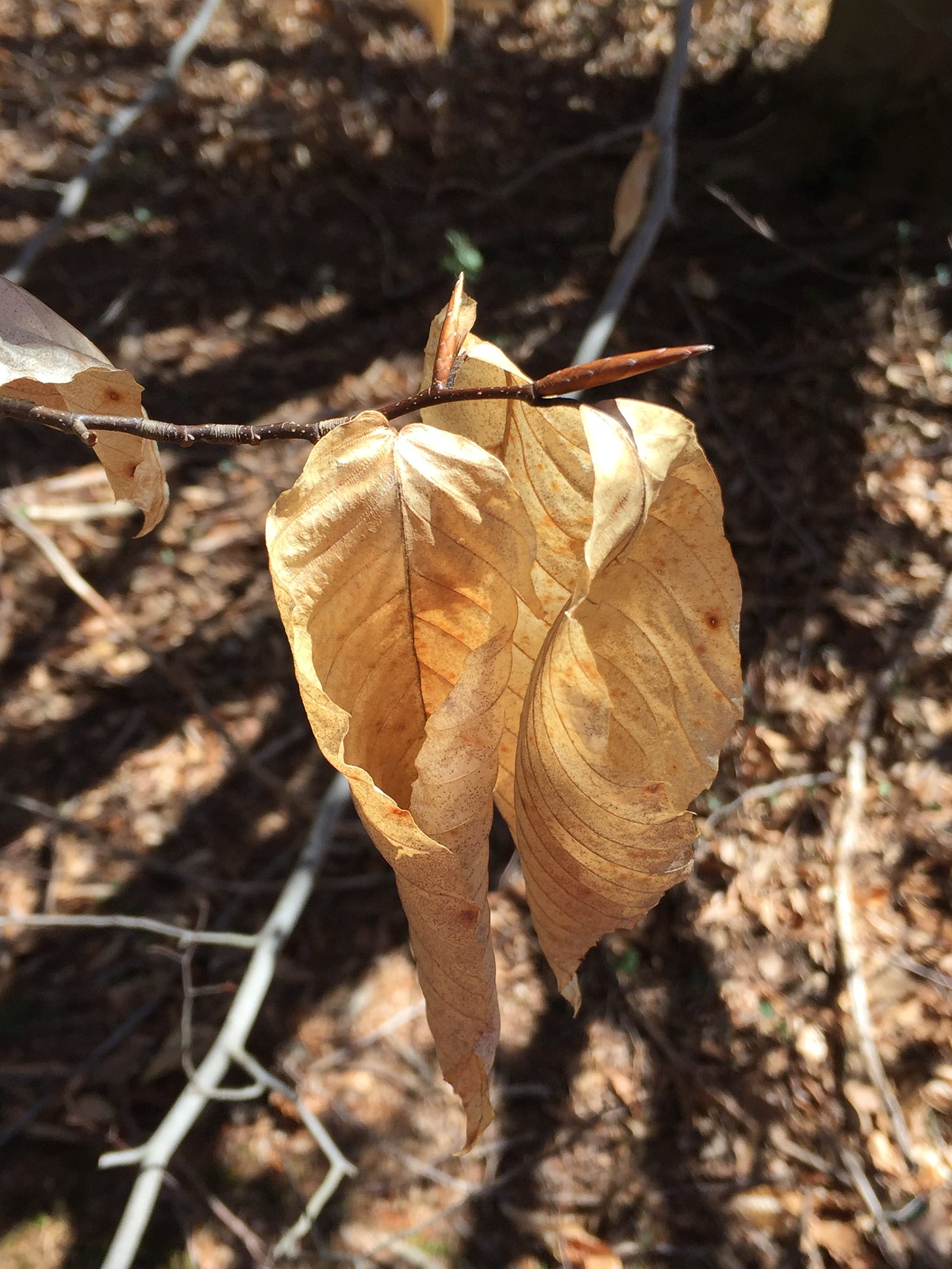 A closeup photo of dead and withered beech leaves still hanging on the stems but with new growth about the unfurl at the points of attachment