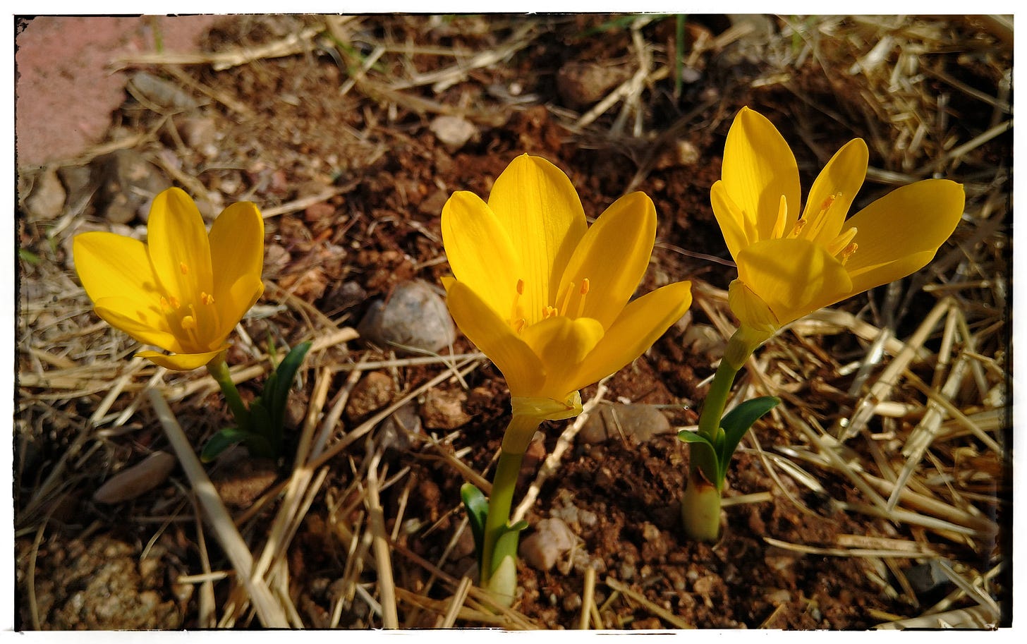 three blooms of yellow sternbergia lutea