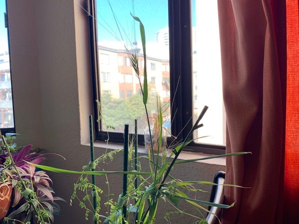 I am 100% confirmed that I am indeed growing wheat in my apartment. I still don't know what I'll do with this (dry out in pot? pick and then dry out?).