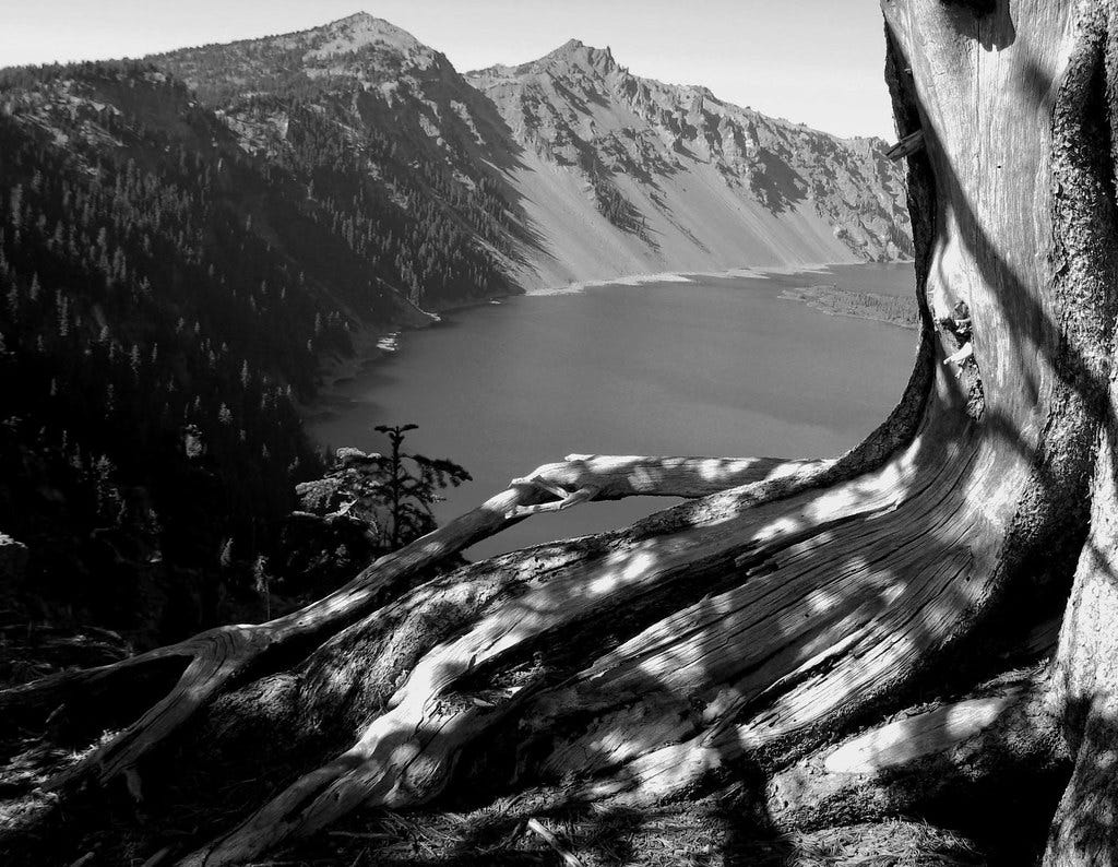 Crater Lake tree roots black white
