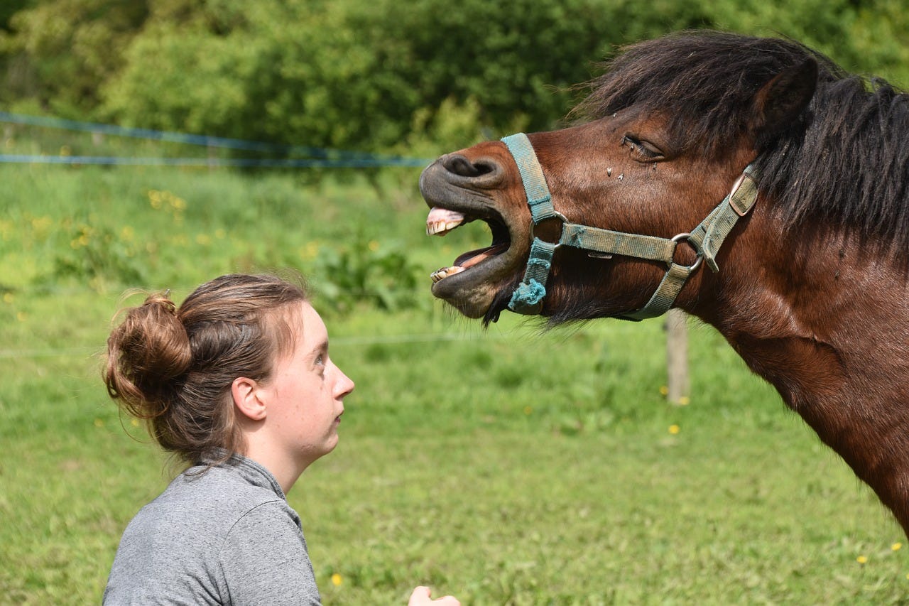 Shetland Pony Yawn Girl - Free photo on Pixabay