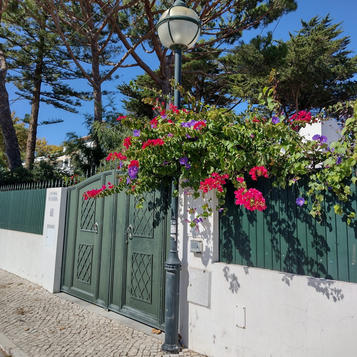 Bougainvillea in a Portuguese neighborhood