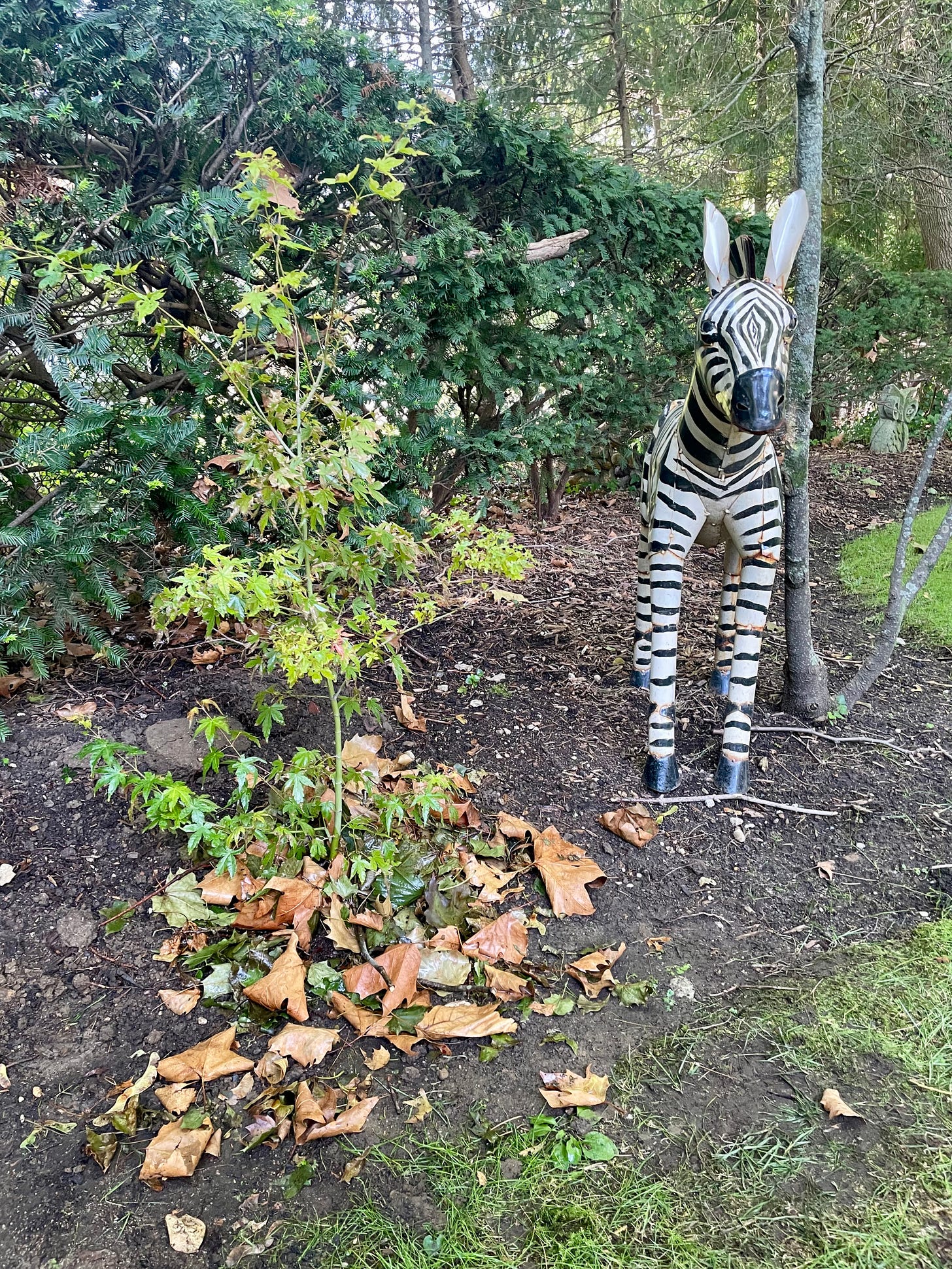 ID: Japanese maple planted in October