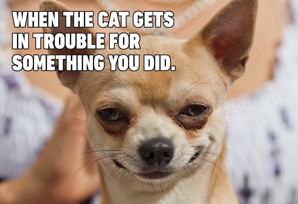 15 Hilarious Dog Memes You'll Laugh at Every Time | Reader's Digest