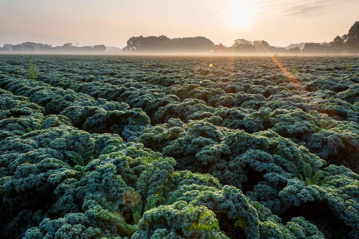 The sun rising over a misty field of kale