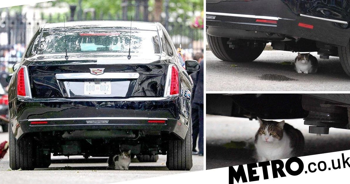 Larry the Cat takes shelter under President Trump's car in 2019.