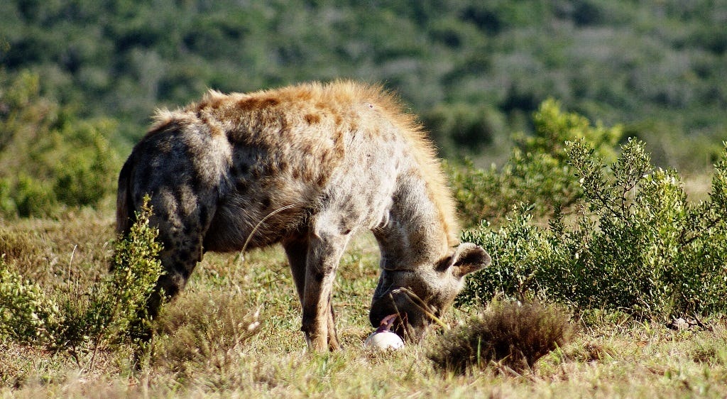 Hyena and egg